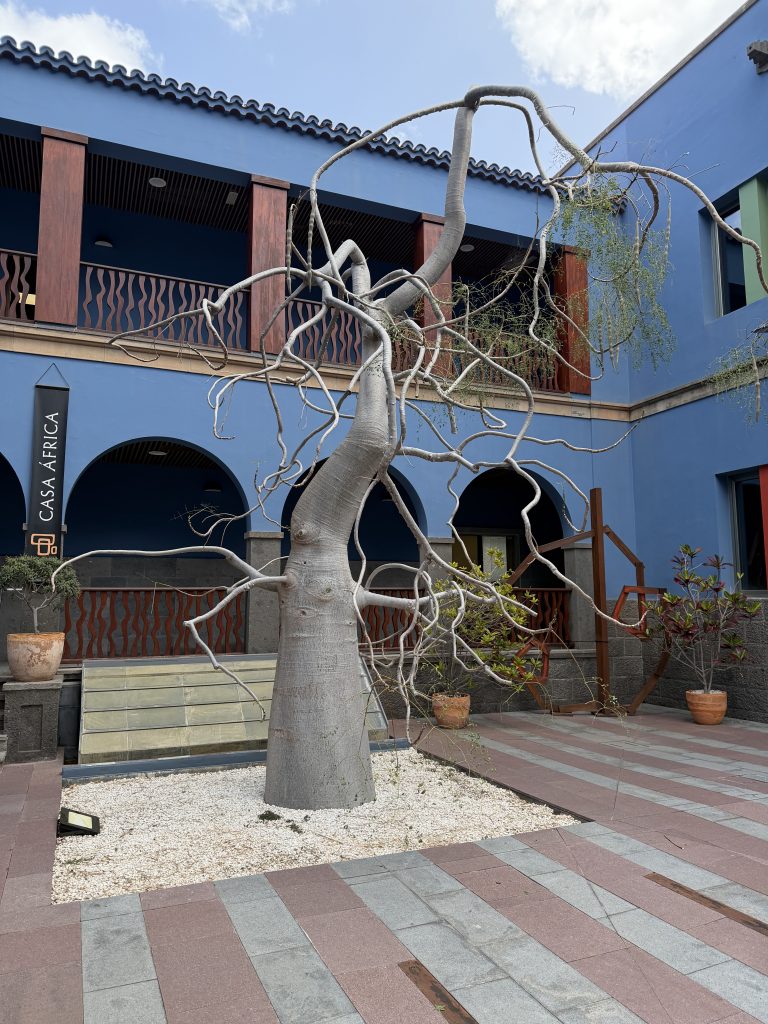 (c) Lloyd 2026: Baobab-Baum